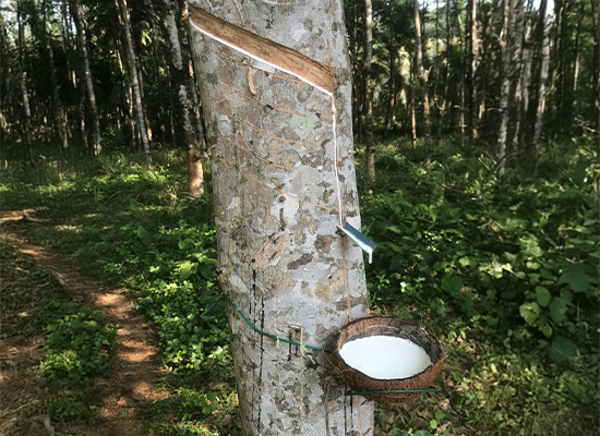 100% Natural Latex